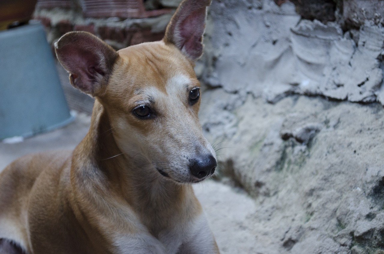 中小型犬一般多少斤,最新调查解析说明_优选版86.26.62